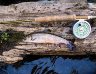 Hunting Trout Article