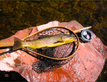 Hunting Trout Article